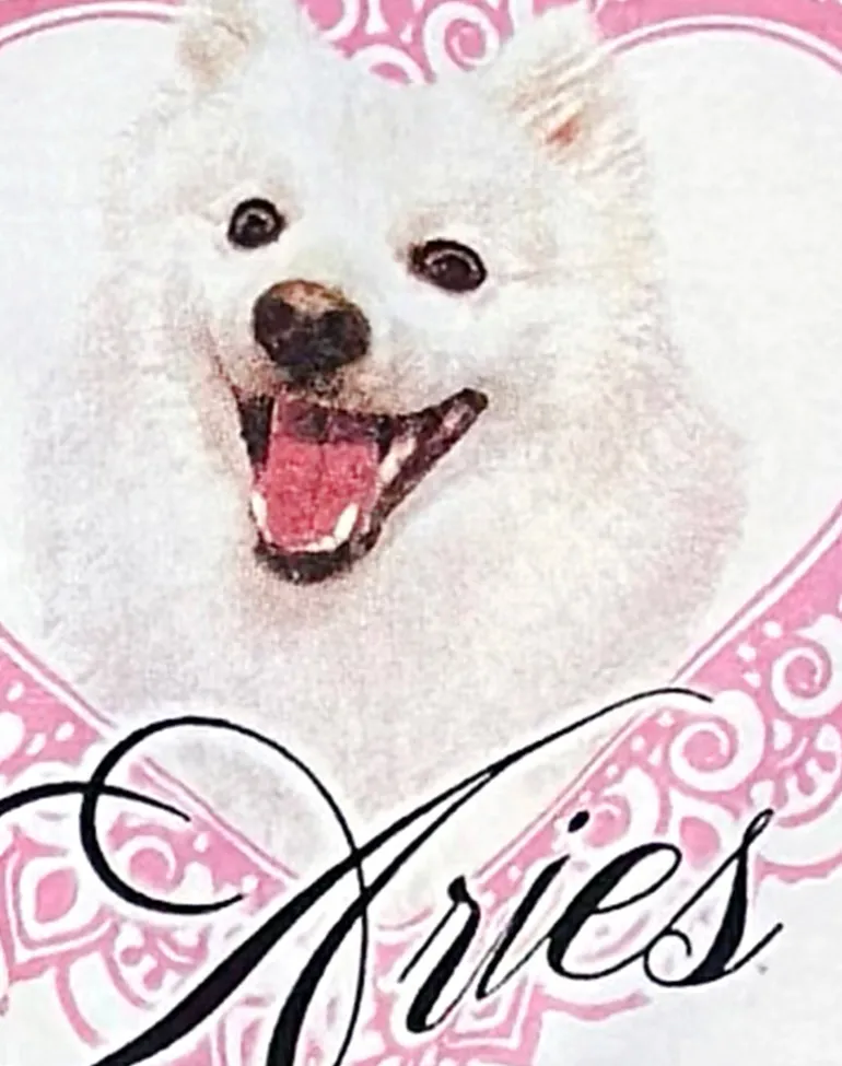 Oversize Basic Tee in White with Aries Motel Pet Print